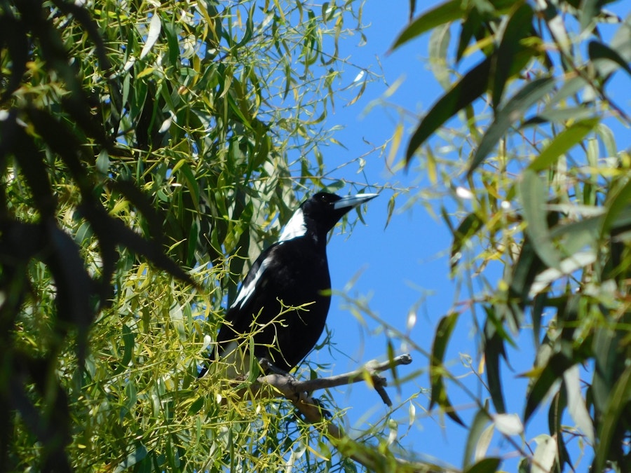 Magpie swooping season in Moreton Bay